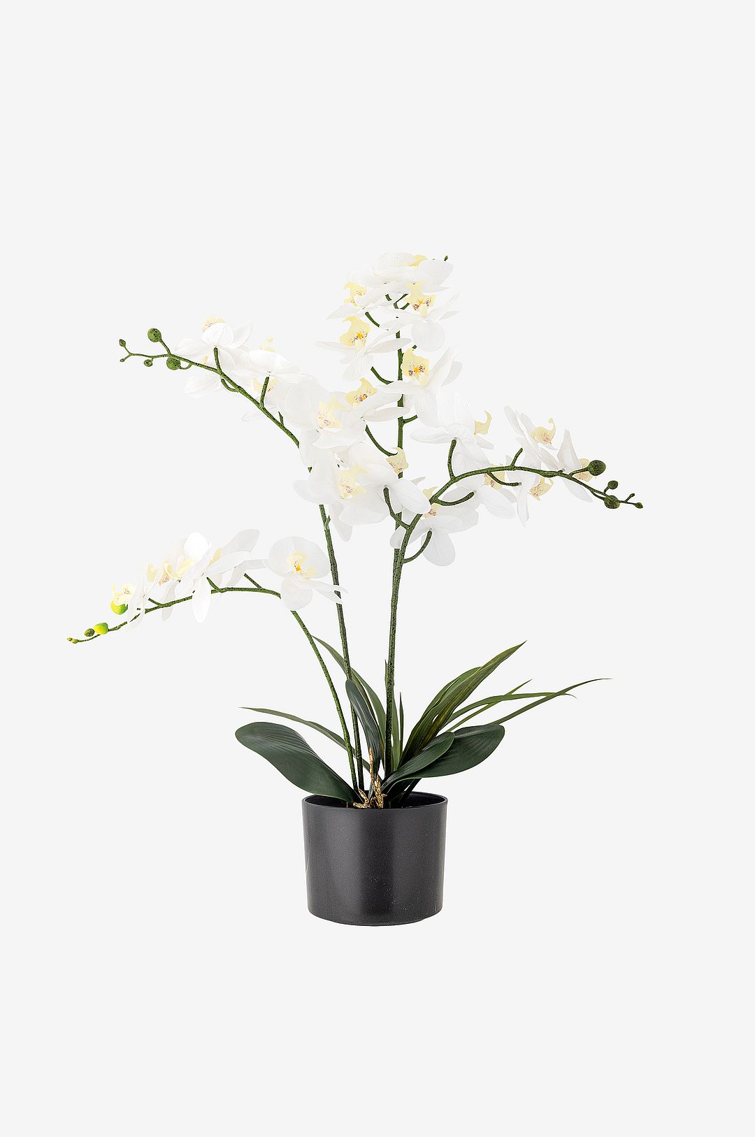 Bloomingville Orchid