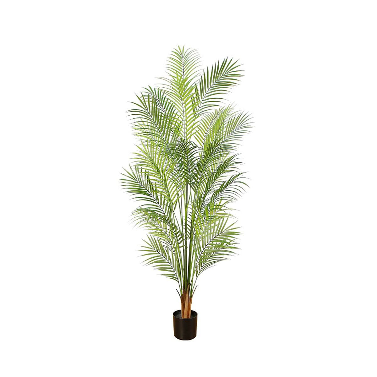 Arekapalmu 150 cm, Lykke