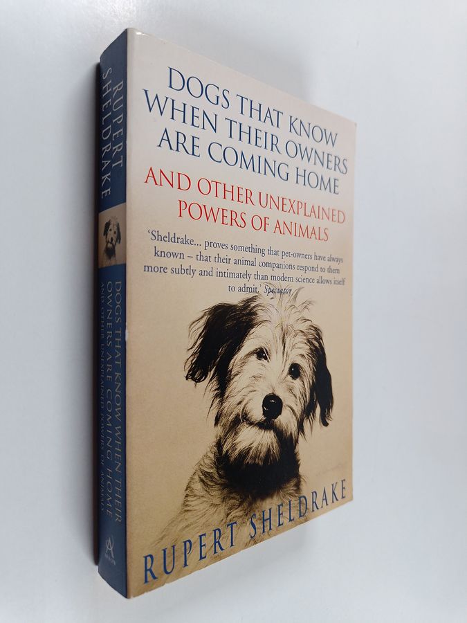 Dogs That Know When Their Owners Are Coming Home