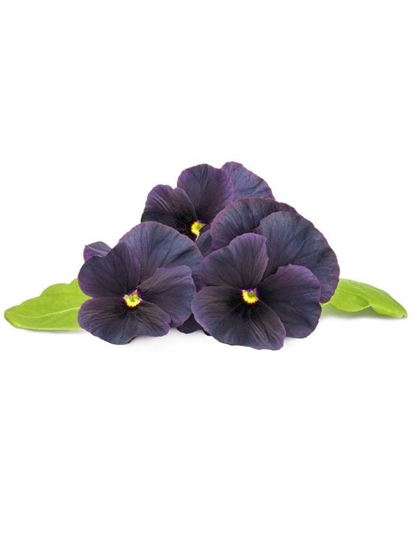 Click & Grow Click and Grow Smart Garden Refill 3-pack - Black Pansy