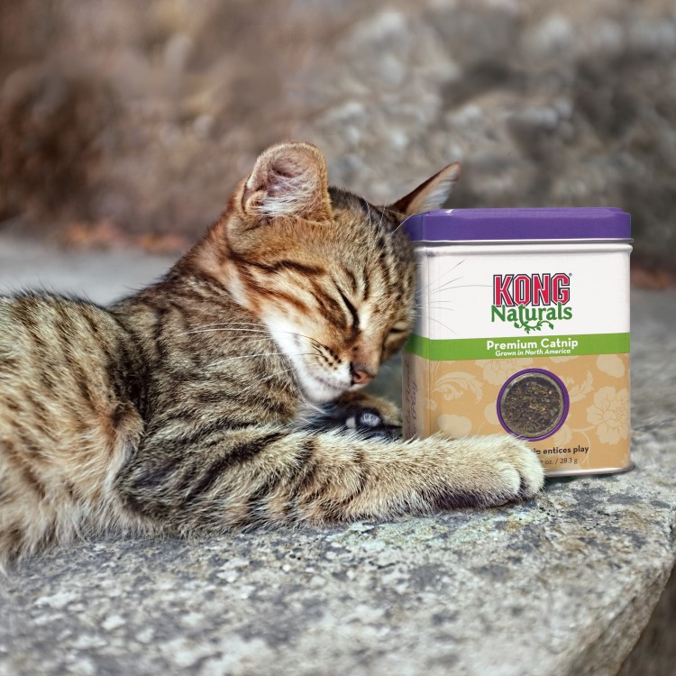 KONG Naturals Premium Catnip 28g