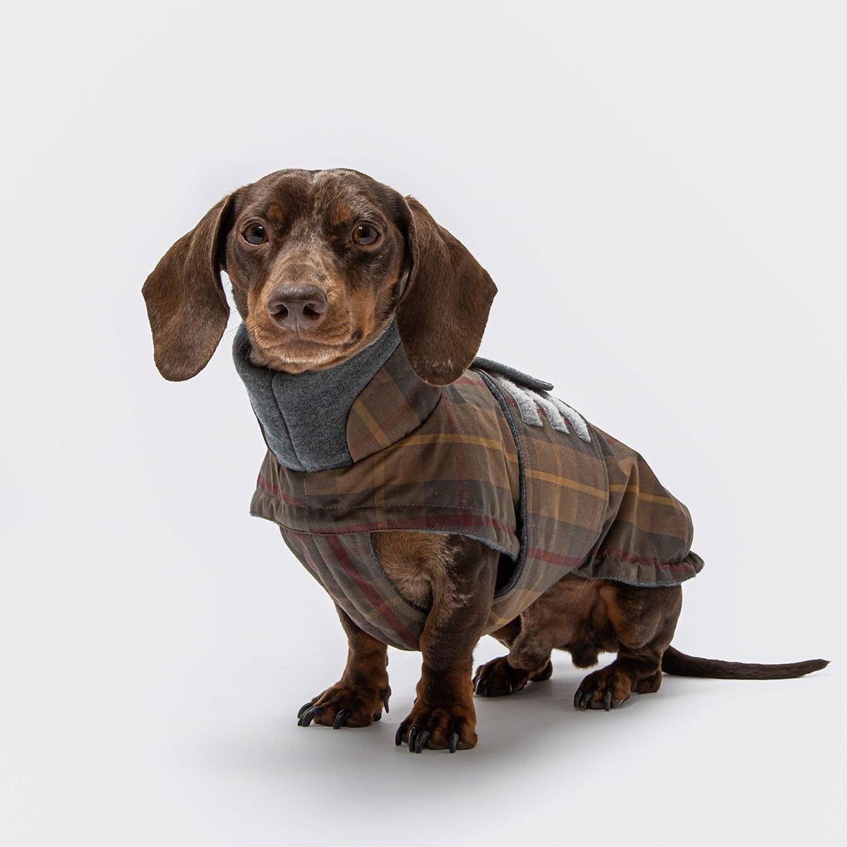 Mäyräkoiran takki Cloud7 Brooklyn Waxed Tartan