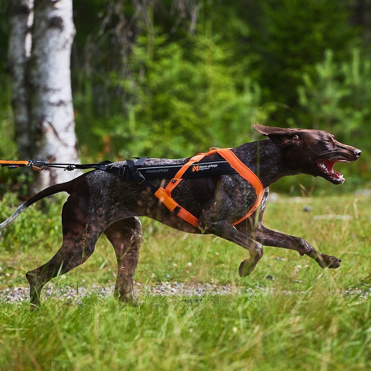 Non-stop dogwear Freemotion Harness 5.0 Black/Orange - 8