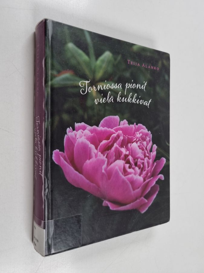 Torniossa pionit vielä kukkivat
