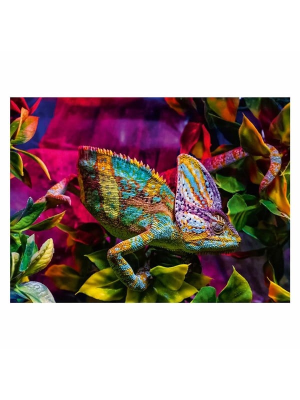 Ravensburger Jigsaw puzzle Colorful Animals Chameleon 500 pcs. Lattia