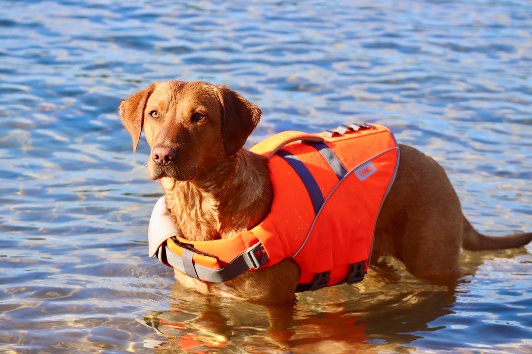 Active Canis Koiran kelluntaliivi, XS-S