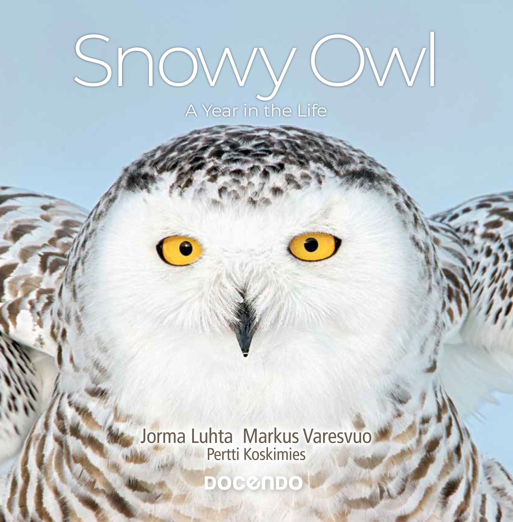 Snowy Owl – A Year in the Life