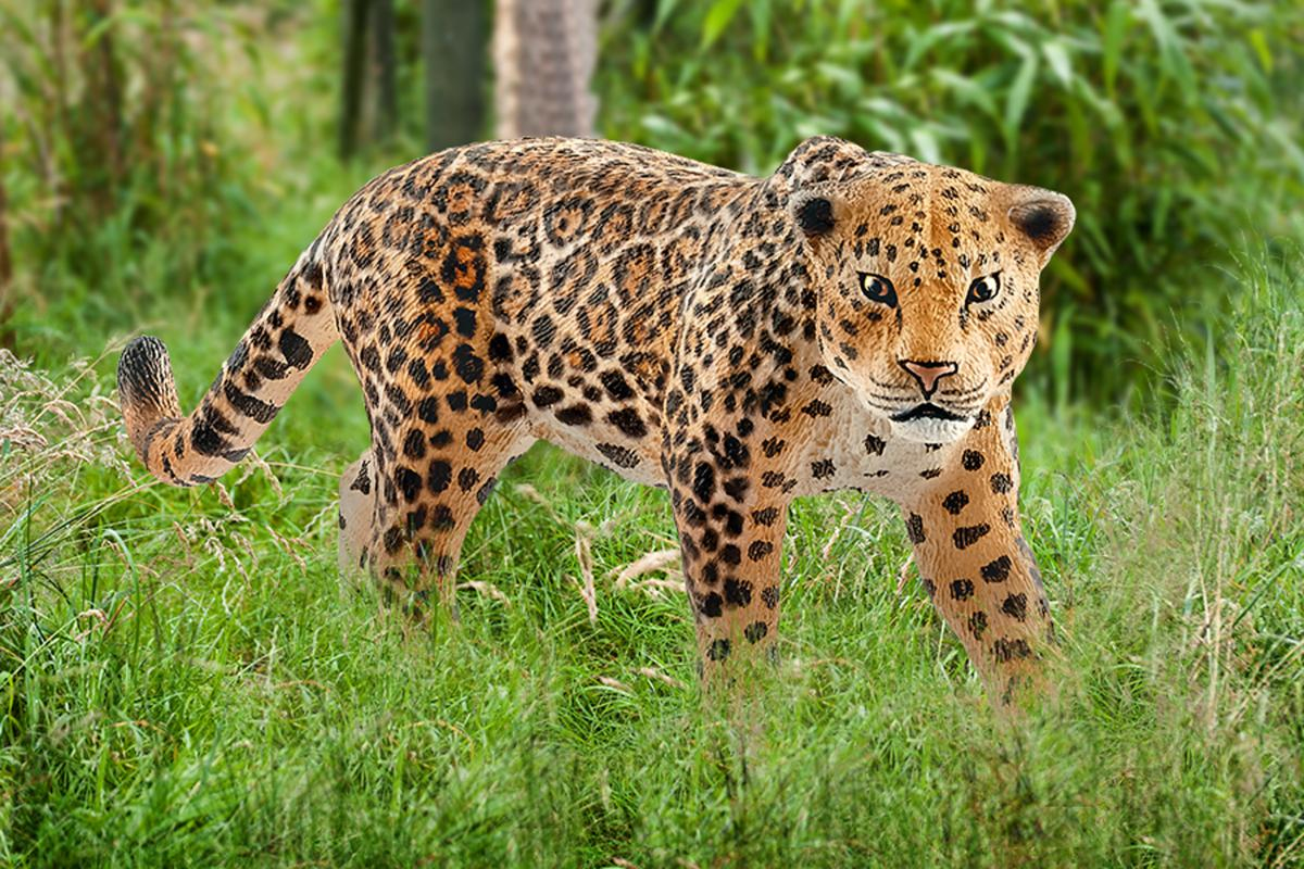 Schleich Jaguaari - 14769