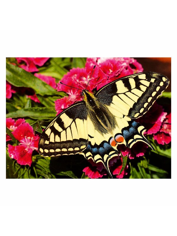Ravensburger Jigsaw puzzle Colorful Animals Butterfly 500 pcs. Lattia