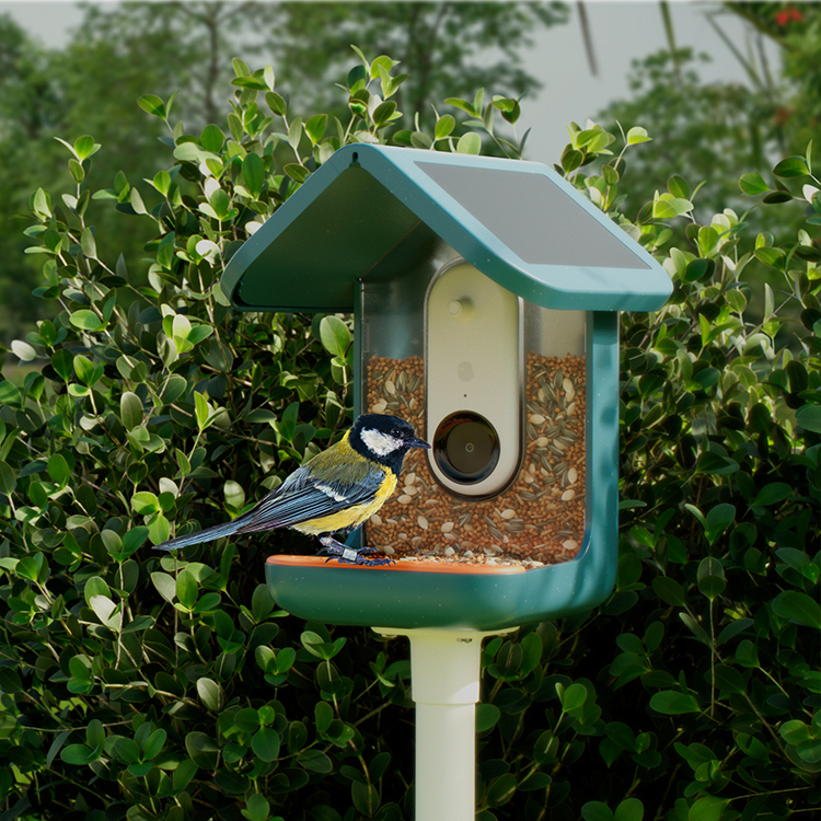 Lintujen syöttölaite kameralla, Birdbuddy